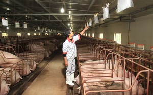 Nhập khẩu thịt lợn tăng 404%, giá lợn hơi chạm đáy, Hội Chăn nuôi Việt Nam kiến nghị khẩn Thủ tướng