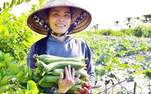 Kiên Giang: Ngắm những giàn mướp, ruộng trồng củ cải trắng đẹp như phim của nông dân