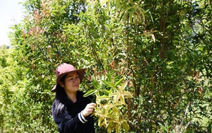 Trồng rau bí nụ kiểu gì mà ruộng rau tốt um tùm, một nông dân Lâm Đồng hái bán đắt như tôm tươi - Ảnh 8.