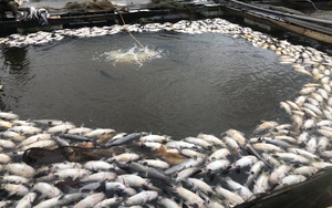 Thái Nguyên: Cá đặc sản nuôi lồng bè chết bất thường hàng chục tấn, mặt nông dân thất thần