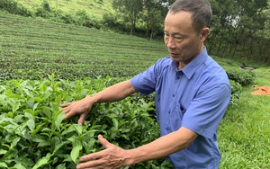 Nghệ An: Nông dân Việt Nam xuất sắc 2021 là một tỷ phú trồng chè xanh nức tiếng xứ Nghệ