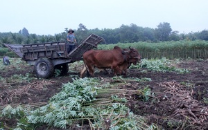 Tây Ninh: Nông dân vừa nhổ mì chạy lụt vừa tất tả đi tìm nơi tiêu thụ