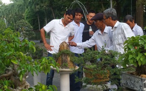 Đà Nẵng: Trồng hoa cây cảnh giỏi, nông dân phố thị thu nhập 200 triệu/năm