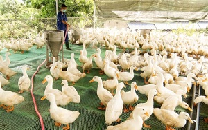 Mới, lạ: Nuôi vịt siêu thịt trên sàn lưới, con nào cũng &quot;to khỏe như vâm&quot;, nông dân Quảng Trị bán 40.000 đồng/kg