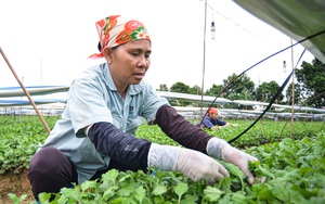 Thu nhập hơn 1 tỷ đồng mỗi năm từ vườn ươm mầm hoa cúc ở Hà Nội