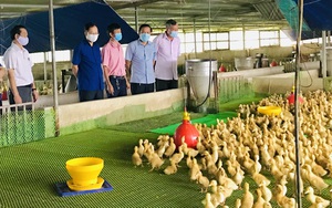 Bắc Ninh: Nông dân giỏi thi đua làm giàu, có tỷ phú nông dân nuôi vịt trên sàn lưới
