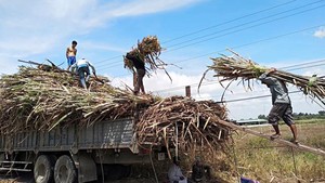 Ngành mía đường: DN sản xuất ngày càng teo tóp, sản lượng sụt giảm nghiêm trọng