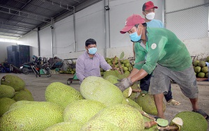 Hậu Giang: Thương lái lo thu gom mít Thái là do xuất khẩu sang Trung Quốc tăng