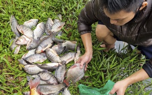 Hà Nội: "Cần thủ" câu trộm và bán cá ngay tại hồ Tây