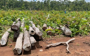 Khởi tố vụ án hình sự gỗ "vô chủ" bất ngờ nằm trong Trung tâm Bảo tồn voi