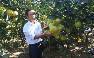 Hà Nội: Tỷ phú nông dân “bật mí” chiêu bón phân hiệu quả