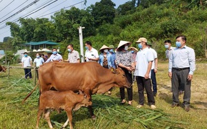 Tuyên Quang: Hội Nông dân trao 40 con bò H’Mông đẹp như tranh cho hộ nghèo