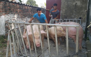 Giá lợn hơi "chạm đáy" sau gần 2 năm, bán 1 con lợn người dân lỗ 2 triệu đồng