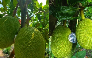 Giá mít Thái hôm nay 20/10: Để trái ở vị trí nào trên cây để dễ có mít loại Nhất, ít bị xơ đen?