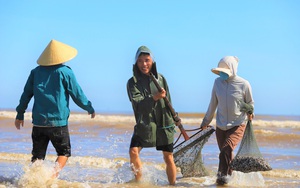 Clip - Ảnh: Sò lông xuất hiện dày đặc ở bờ biển Hà Tĩnh, ngư dân có ngày vớt được  tới 5 tạ