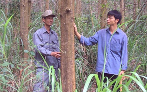Bình Định: Trồng rừng gỗ lớn để &quot;xóa&quot; đứt gãy cung ứng nguyên liệu gỗ