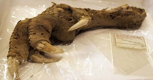11 phát hiện khảo cổ học ghê rợn: Ma cà rồng là có thật?