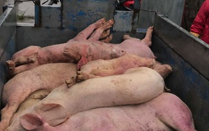 Hà Nam: Xuất hiện ổ dịch tả lợn châu Phi, tiêu hủy 139 con lợn
