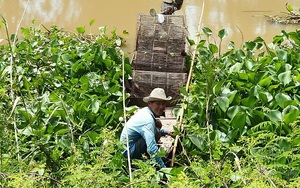 Mùa nước nổi An Giang đi đặt lọp bắt tôm đồng, giá tôm đồng có giảm, nông dân vẫn vui