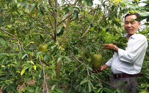 Vì sao nông dân tỉnh Tiền Giang phá bỏ loài cây ra trái đặc sản, từ 1.000ha nay còn có hơn 100ha?