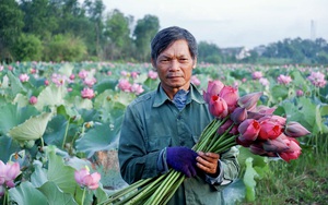 Huế: Nông dân Việt Nam xuất sắc 2021 là nông dân nhân ái, giỏi trồng sen, chơi đàn ghi ta hay nhất vùng