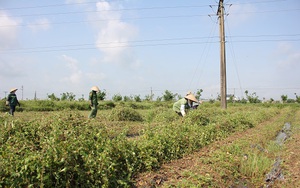 Thái Bình: Trồng cây dại ở đồng bỏ hoang, mỗi năm cắt dây 2 vụ, chàng nông dân lãi 400 triệu/năm