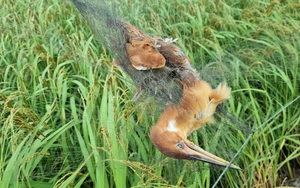 Ninh Bình: Ám ảnh những con chim trời mắc lưới chết khô trên đồng lúa, mua bán chim trời rôm rả