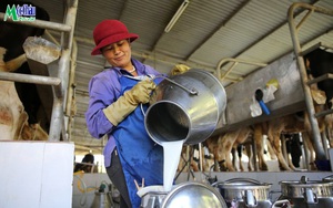 Mộc Châu Milk: Thành công nhờ gắn kết bền chặt với nông dân
