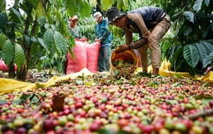 Giá cà phê biến động tăng &quot;dữ dội&quot;, xuất khẩu bội thu 2,23 tỷ USD