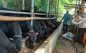 Quảng Nam: Quỹ Hỗ trợ nông dân toàn tỉnh đạt 114,7 tỷ đồng  
