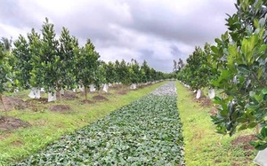 Hậu Giang: Trên vườn trồng mít Thái, dưới mương nuôi ốc bươu, thả củ ấu, nông dân nhẹ nhàng thu 12 triệu/tháng
