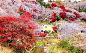 Video: Chiêm ngưỡng hoa đào nở trái mùa cực đẹp ở Obara, Nhật Bản
