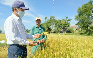 Quảng Trị: Nhiều người than cấy lỗ lên lỗ xuống, ông nông dân này cấy lúa kiểu gì mà lãi nửa tỷ/năm?