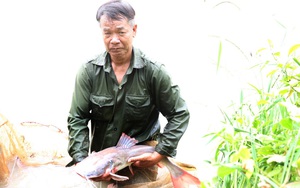 Loài cá ví như &quot;thủy quái&quot; ở sông Sêrêpốk được một nông dân Đắk Lắk thuần hóa, nuôi thành công trong ao đất