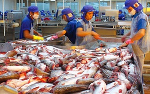 9 tháng xuất khẩu cá tra đạt hơn 1 tỷ USD