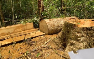 Khởi tố Trạm trưởng bảo vệ rừng và 2 nhân viên khai thác gỗ trái phép