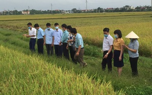 Hà Nam: Hội Nông dân tỉnh vận động người dân "biến" rơm rạ thành phân bón