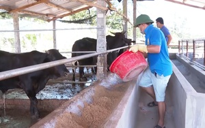 Quảng Nam: Nông dân Phú Ninh làm giàu nhờ được “bơm” vốn nuôi bò 3B, nuôi thỏ