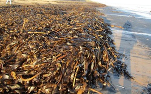 Kinh hoàng cảnh tượng hàng nghìn sinh vật chết trôi, dạt vào bãi biển ở Anh