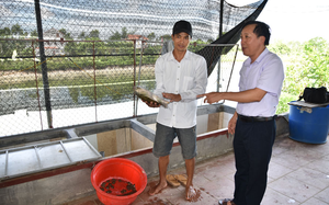 Bắc Ninh: Bỏ nghề hướng dẫn viên du lịch, 8X về quê xây được nhà, mua được 2 mẫu đất nhờ nuôi ba ba 