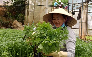 Hạnh phúc và yêu thương ở Giáo xứ Minh Giáo tỉnh Lâm Đồng (bài 1): Gửi tặng vùng dịch hơn 800 tấn rau sạch 