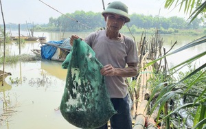 Thợ săn Thanh Hóa "thu phục" con cáy lông bằng chai nhựa bỏ đi, có người bỏ túi nửa triệu đồng/ngày