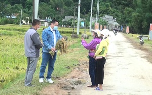 Nông thôn Tây Bắc: Huy Hạ không đốt rơm rạ sau khi thu hoạch lúa 