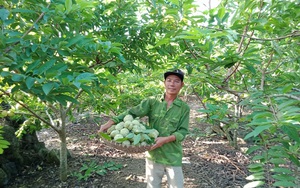 Ninh Bình: &quot;Bắt&quot; vườn na ra quả trái vụ sai chưa từng thấy, bán được giá cao, nông dân mừng như trúng số