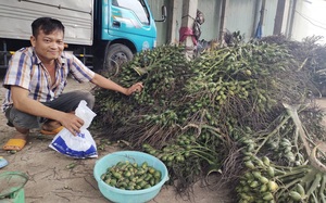 Giá cau tươi mới nhất cao chạm nóc, tại sao Cục Trồng trọt khuyến cáo nông dân không ham trồng nhiều?