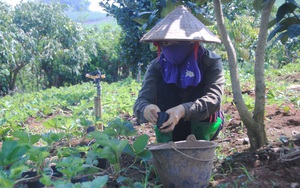 Nông thôn Tây Bắc: Nông thôn mới Yên Sơn khởi sắc  