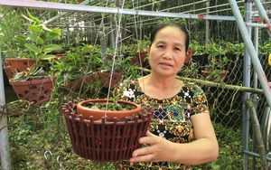 Nông dân trồng hoa lan rừng thành tỷ phú, có giò hoa lan quý hiếm giá 200 triệu