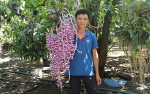 Cách trồng lan rừng vào chậu và bí quyết chăm lan phi điệp ra hoa tím tuôn dài miên man của 9X Đắk Nông
