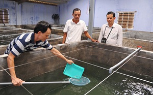 Tỉnh Phú Yên đang nuôi con sâm đặc sản gì ở trong bể xi măng mà phơi khô bán 3-4 triệu đồng/kg?
