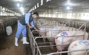 Giá lợn hơi đang tăng, có nên nuôi lợn vào thời điểm này không?